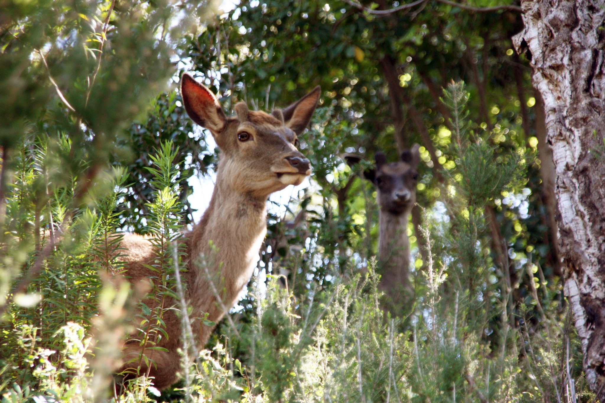 La Fauna