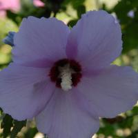 parco_vivino (51)